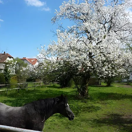Diepold * Wasserburg