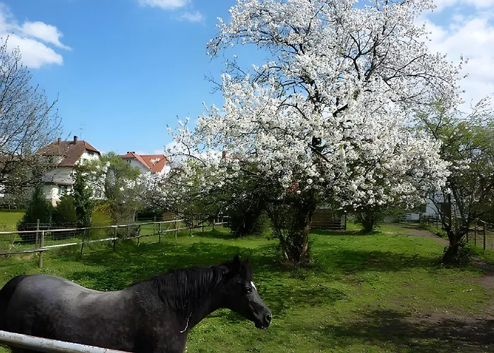 Diepold * Wasserburg am Bodensee
